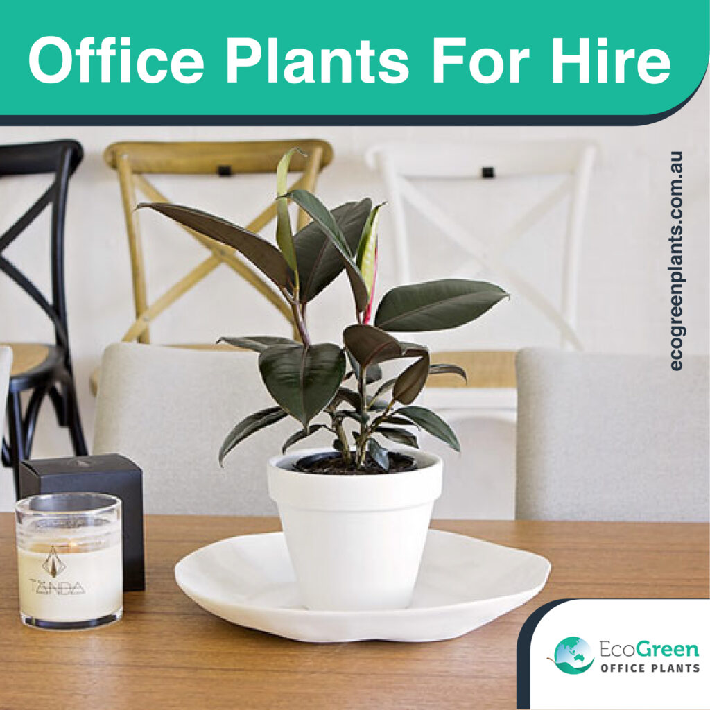 plant hire in Melbourne office 