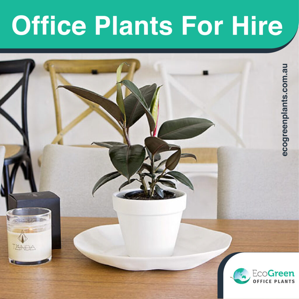 office plant hire melbourne