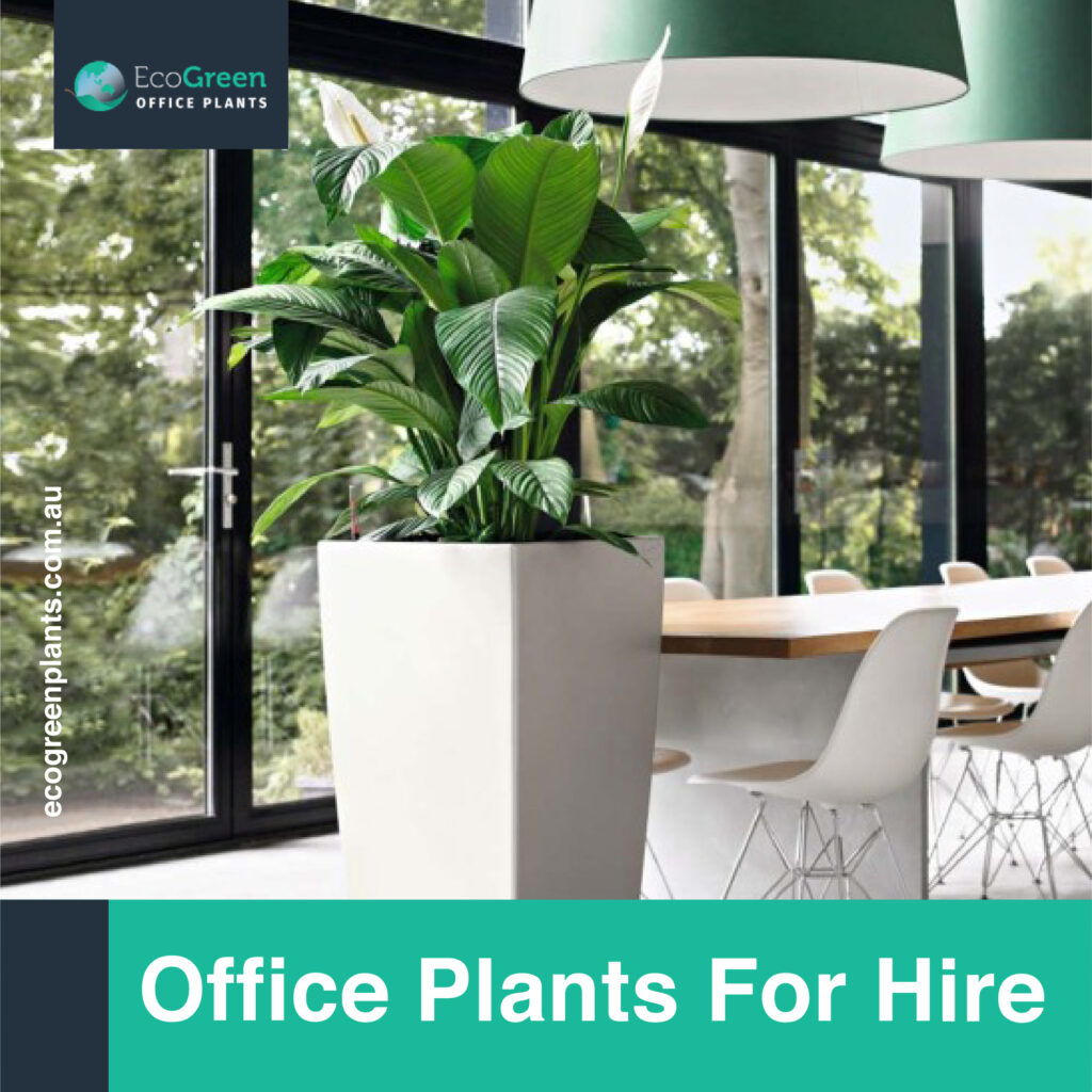 for hire in Melbourne plants 