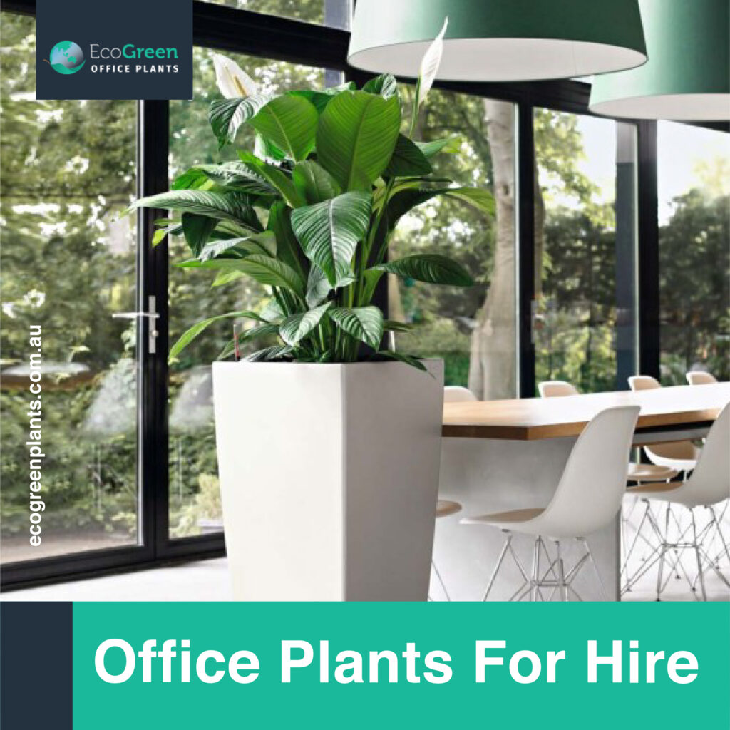 plants for hire melbourne