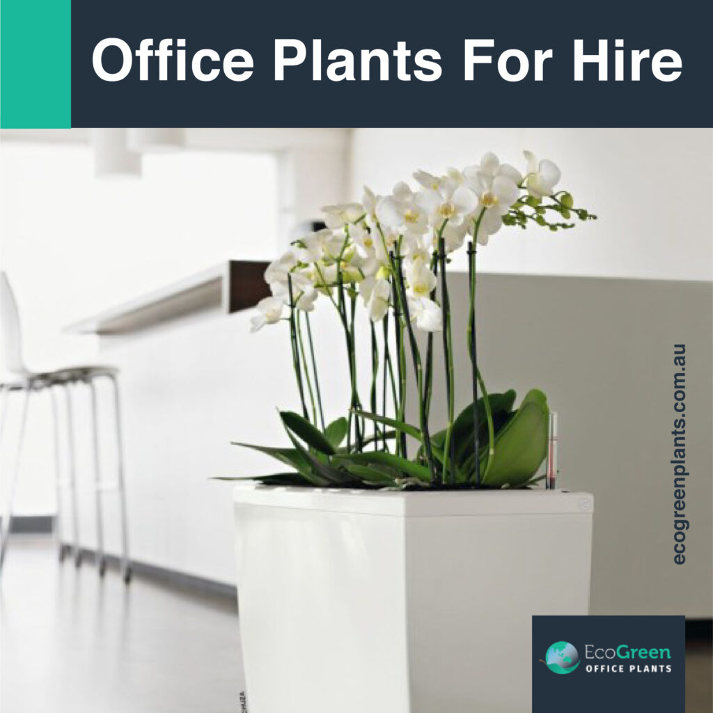 hire in Melbourne plant 