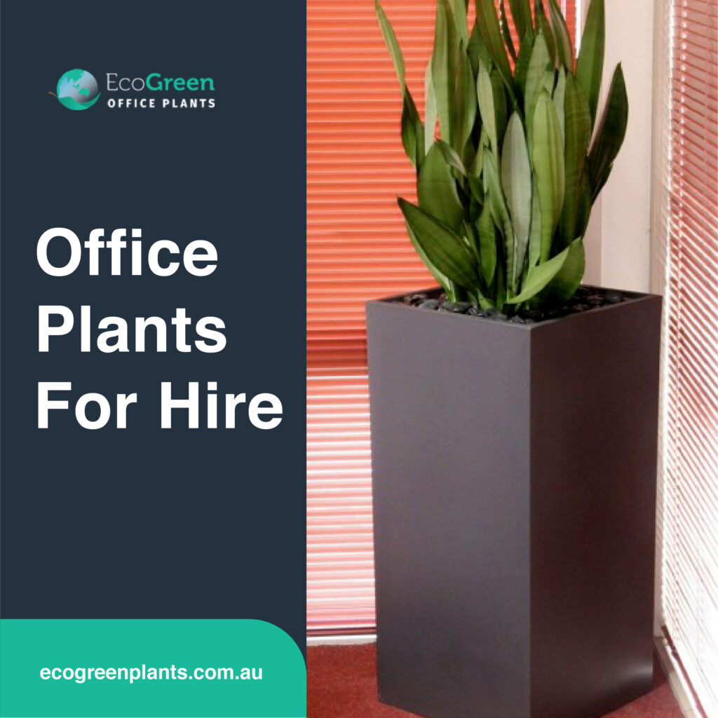 indoor plants hire