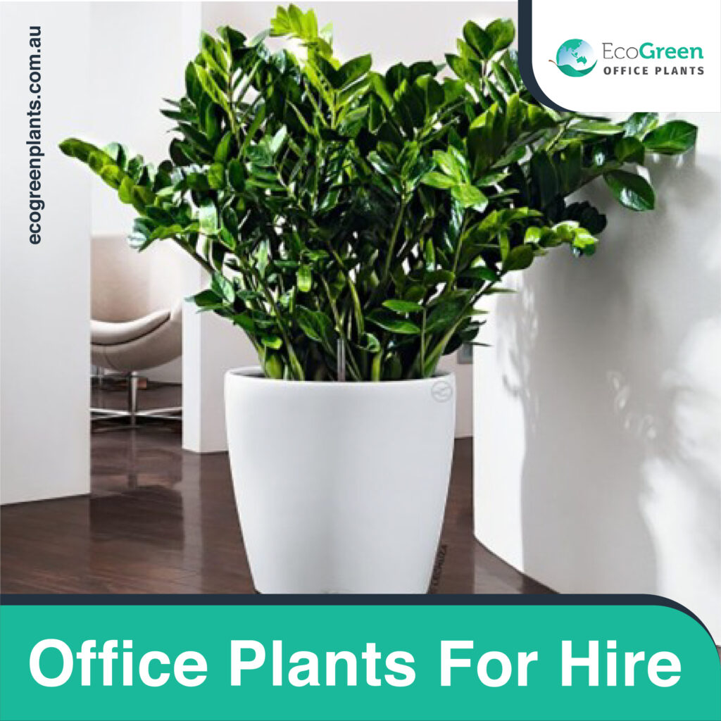 wedding plant hire