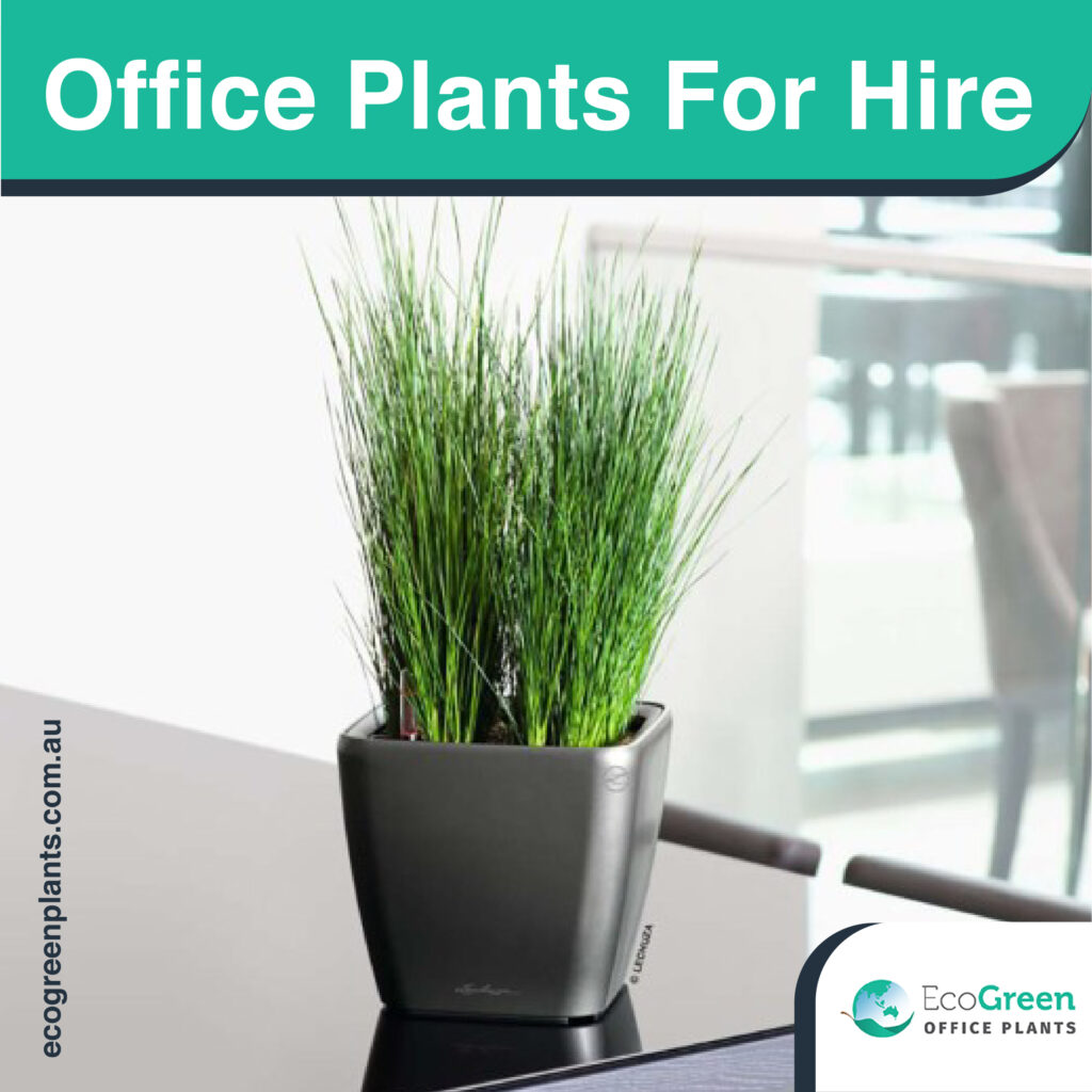 Melbourne office plant hire 