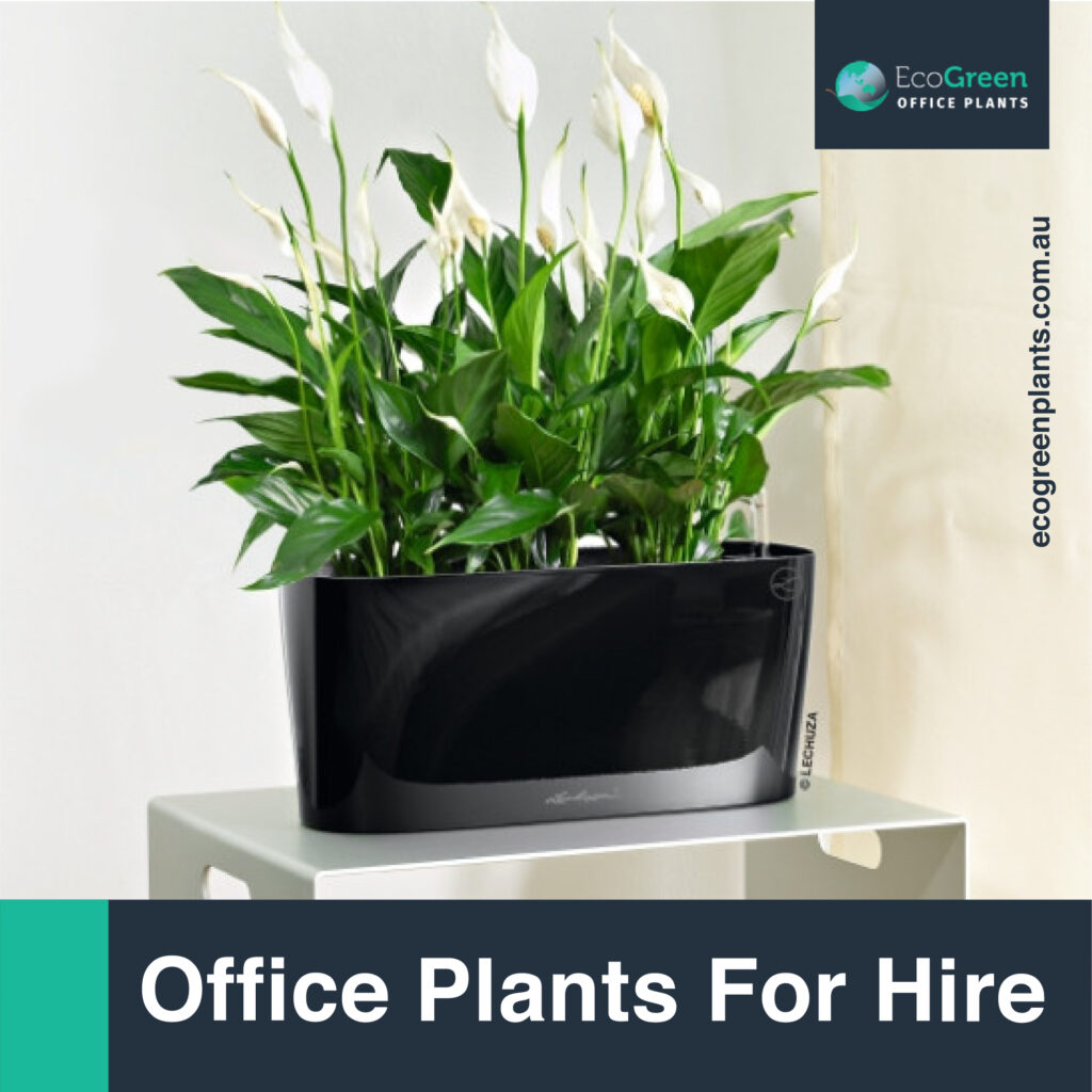 outdoor plant for hire