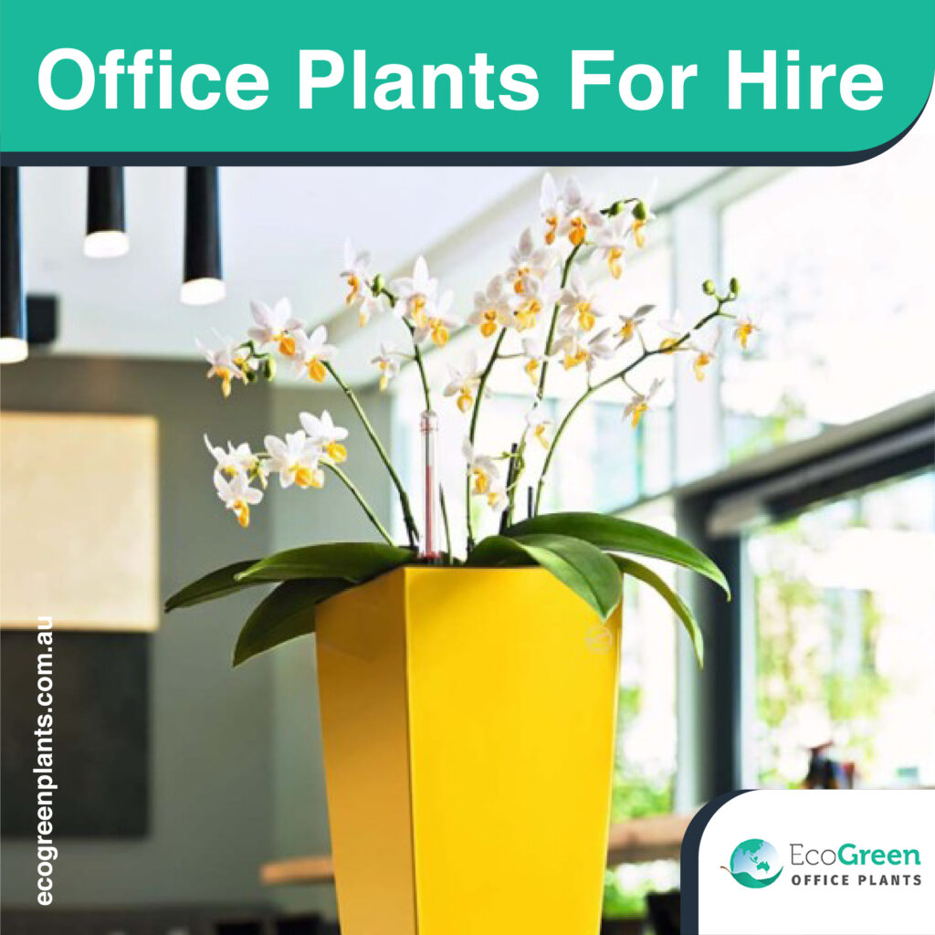 for hire office plant 