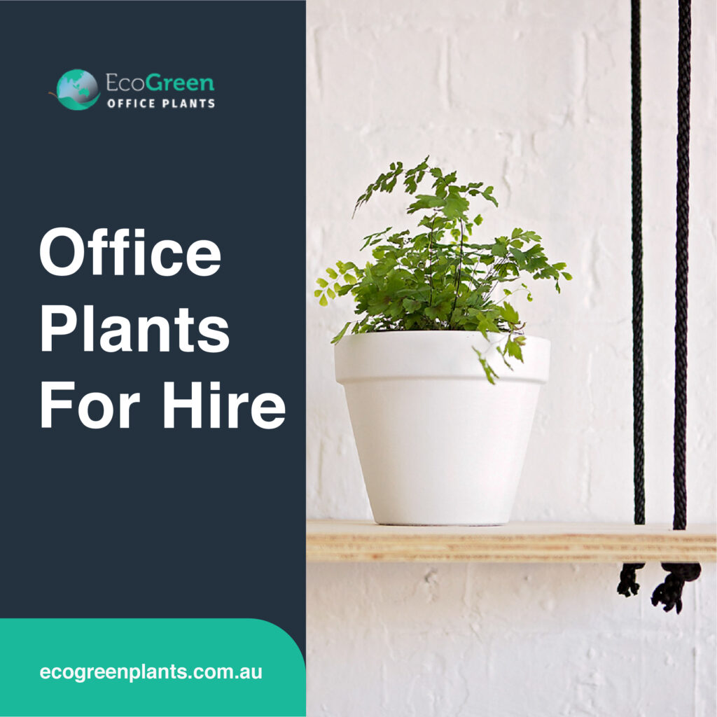 indoor hire plant 