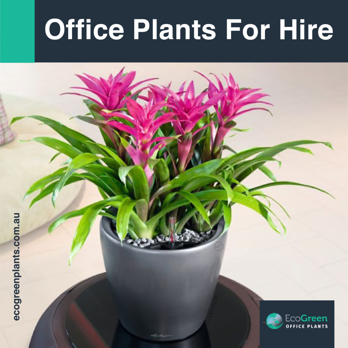 Melbourne indoor plant rental