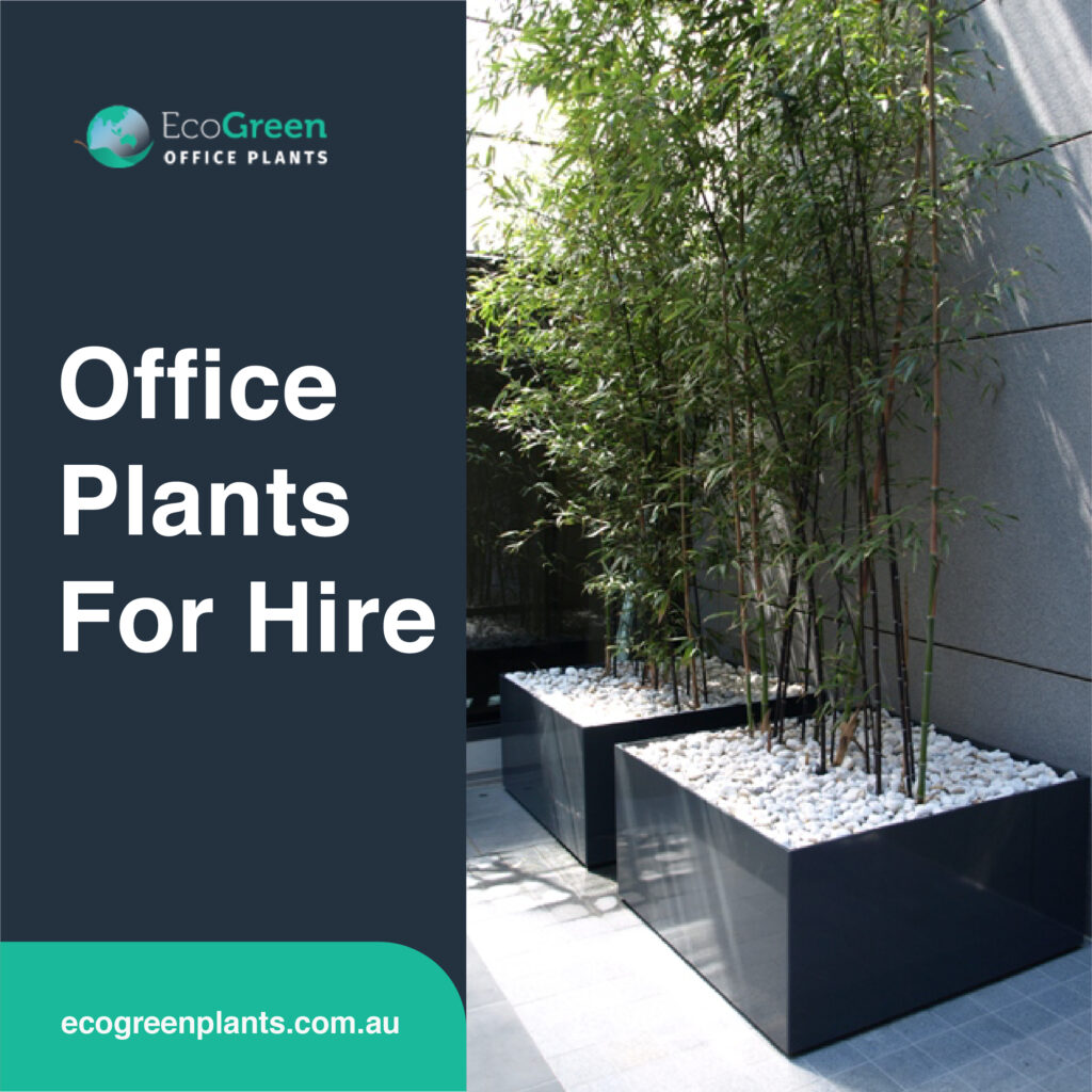 hire in Melbourne office plant 